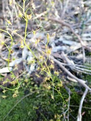 Drosera auriculata
