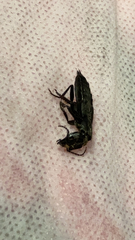 Ocypus olens
