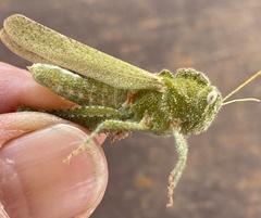Ecphantus quadrilobus