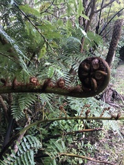 Cyathea medullaris
