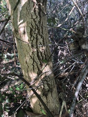 Fraxinus angustifolia