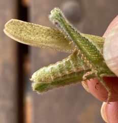 Ecphantus quadrilobus
