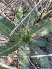 Sonchus megalocarpus