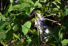 Vicia amurensis
