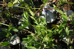 Vicia amurensis