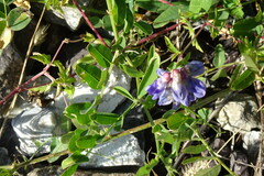 Vicia amurensis