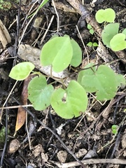 Muehlenbeckia australis