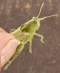 Ecphantus quadrilobus
