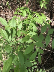 Fraxinus angustifolia