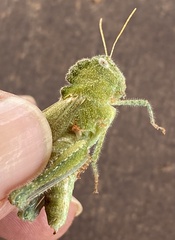 Ecphantus quadrilobus