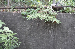 Diploderma swinhonis