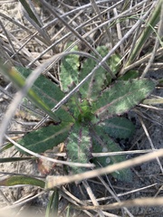 Sonchus megalocarpus