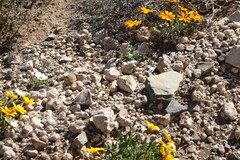 Gazania lichtensteinii