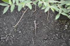 Diploderma swinhonis