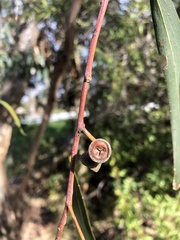Eucalyptus pauciflora pauciflora