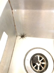 Lycosidae