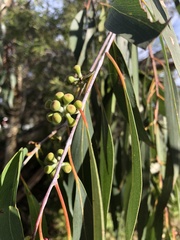 Eucalyptus pauciflora pauciflora