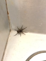 Lycosidae