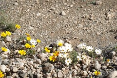 Dimorphotheca