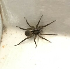 Lycosidae