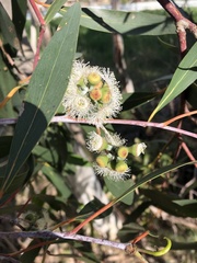 Eucalyptus pauciflora pauciflora