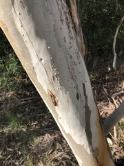 Eucalyptus pauciflora pauciflora