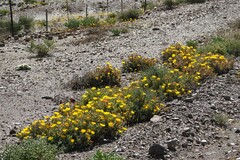 Malephora crassa
