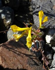 Corydalis speciosa