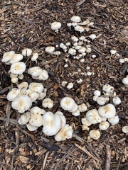 Agrocybe rivulosa