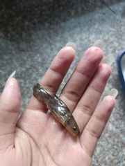 Tachysurus ussuriensis