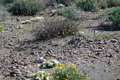 Drosanthemum framesii