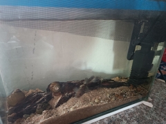 Tachysurus ussuriensis