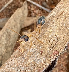 Myrmecia desertorum