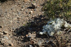 Drosanthemum framesii