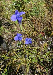 Gentianopsis barbata