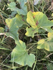 Petasites spurius