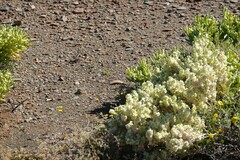 Atriplex lindleyi inflata