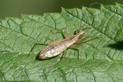 Nabis limbatus