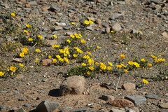 Gazania lichtensteinii