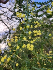 Acacia pravissima