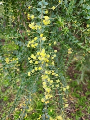 Acacia pravissima