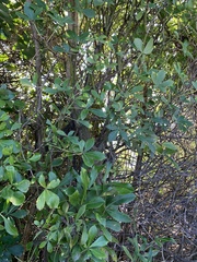 Pseudopanax colensoi