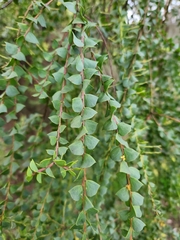 Acacia pravissima