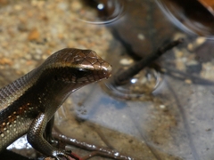 Eutropis