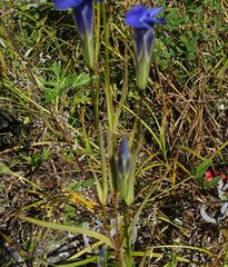 Gentianopsis barbata