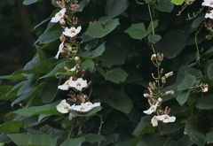 Thunbergia grandiflora