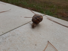 Helix lucorum