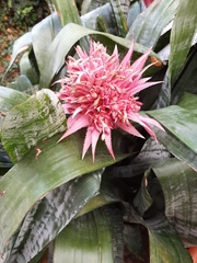 Aechmea fasciata
