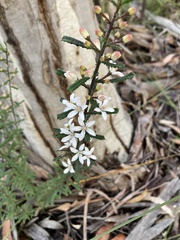 Philotheca hispidula