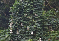 Thunbergia grandiflora